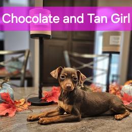 Chocolate and Tan Girl - Miniature Pinscher puppy from CNY Miniature Pinschers