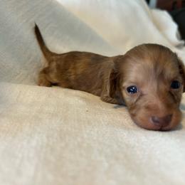 Simone (red shaded brindle) - Dapple female Dachshund puppy in Sebring, Florida from Mini Weenies