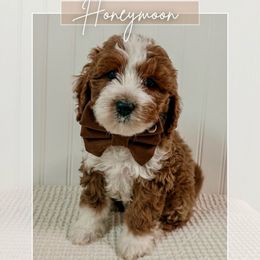 Green collar boy - Red  male Goldendoodle puppy in Newcastle, Oklahoma from Ritzy Creek Doodles