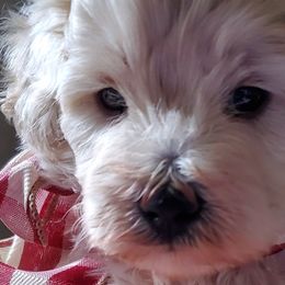 Boy 2 - Apricot Schnoodle puppy in Leitchfield, Kentucky from Eveleigh Acres Puppies