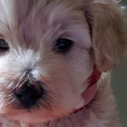 Boy 2 - Apricot Schnoodle puppy in Leitchfield, Kentucky from Eveleigh Acres Puppies