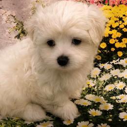 Bubbles - White female Maltese puppy in North Myrtle Beach, South Carolina from Perfect Puppies