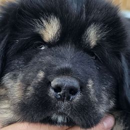 Beaver - Black and tan Tibetan Mastiff puppy in Tulsa, Oklahoma from Hi Stand Boxers, Frenchies, & Tibetan Mastiffs