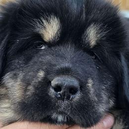 Beaver - Black and tan Tibetan Mastiff puppy in Tulsa, Oklahoma from Hi Stand Boxers, Frenchies, & Tibetan Mastiffs