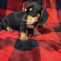 Charles - Black and tan male Dachshund puppy in Blanchard, Oklahoma from Crown and Collar Mini Dachshunds