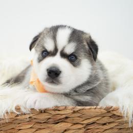 Golden Retriever, Miniature American Shepherd, and Siberian Husky Puppies from HuskiesAndGoldensWithFinesse