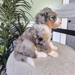 Lola - Blue merle female Bernedoodle puppy in Holtwood, Pennsylvania from Country Ridge Puppies