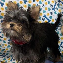 Mark - Black and tan male Yorkshire Terrier puppy in Lebanon, Kentucky from Mosaic Merle Doodles