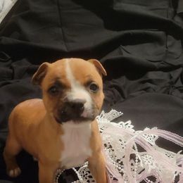 3 - Red and white female Staffordshire Bull Terrier puppy in San Antonio, Texas from Lone Star Staffs
