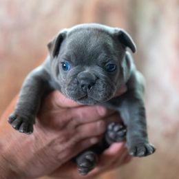 French Bulldog Puppies from Lakes Area Frenchies