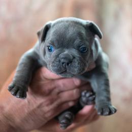 French Bulldog Puppies from Lakes Area Frenchies