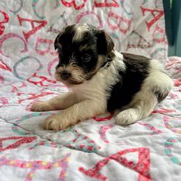 Abra - Parti female Miniature Schnauzer puppy in Oneida, Tennessee from Saving Grace