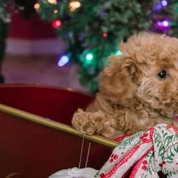 Poodles from Saria Ponte