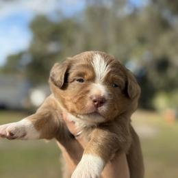 Piper - Red tri-color female Australian Shepherd puppy in Orlando, Florida from Skaky Shepherds