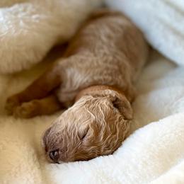 Connor - Apricot male Australian Labradoodle puppy in San Antonio, Texas from I Love U Back Labradoodles, LLC