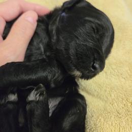 Willa - Black female Goldendoodle puppy in Vinton, Iowa from Doodles to Love