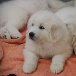 Great Pyrenees Puppies from Arnault Great Pyrenees
