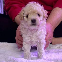 Zara - Cream female Poodle puppy in North Prince George, Virginia from ROYAL VISTA