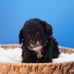 Uno (Blue Collar) - Black male Poodle puppy in Las Vegas, Nevada from Plush Toy Poodle Puppies & Pals
