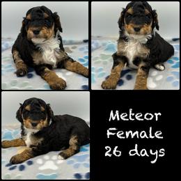 Meteor - Phantom female Poodle puppy in Grass Valley, California from Sapphire Ridge Poodles