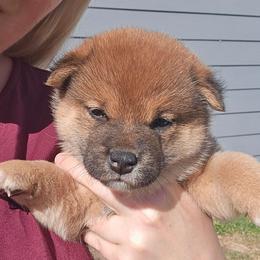 Ren - Red female Shiba Inu puppy in Marianna, Florida from Diwasou