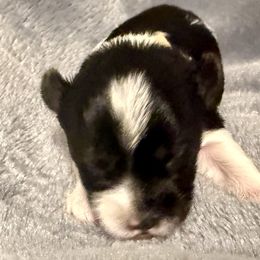 Tori (yellow band) - Parti female Yorkshire Terrier puppy in Tangipahoa County, Louisiana from Riche’ Louisiana Yorkies
