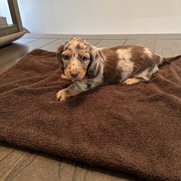 Dachshund Puppies from Lily’s Mini Dachshunds