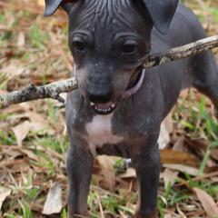 American Hairless Terriers and Flat-Coated Retrievers from Rensai Kennels