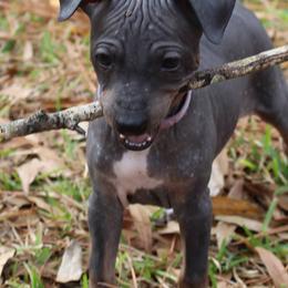 American Hairless Terriers and Flat-Coated Retrievers from Rensai Kennels