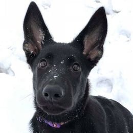 German Shepherds from Kaw-Tal German Shepherds