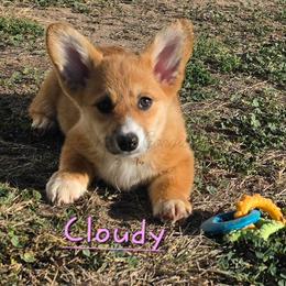 Cloudy - Sable female Pembroke Welsh Corgi puppy in Kiowa, Colorado from Cool Water Corgis LLC
