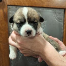 Trixie - Sable female Pembroke Welsh Corgi puppy in Coleman, Michigan from Salt Creek Farm Dogs