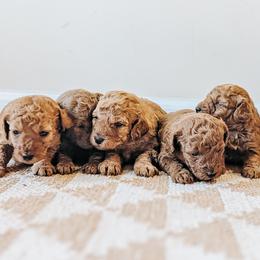 Stormy - Red  female Poodle puppy in Benton, Illinois from J & J Miniature Poodles