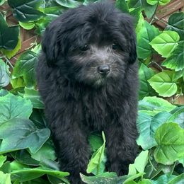 Ruthie - Black female Maltipoo puppy in Lebanon, Kentucky from Mosaic Merle Doodles