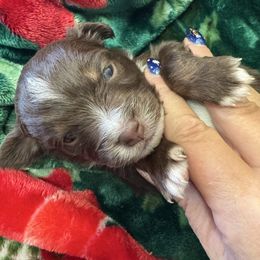 Patrick (Patty) the red - Red tri male Miniature Australian Shepherd puppy in Taylor, Arizona from Holy Ghost Ranch, Inc