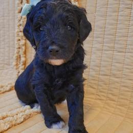 Luna - Black and white female Bernedoodle puppy in Elkhart, Iowa from McKenzie Payne