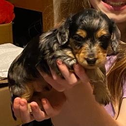 MICKI AKC REGISTERED MALE - Dapple male Dachshund puppy in Elizabethtown, Kentucky from Teeny Tiny Puppy Tails
