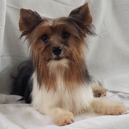 PJ - Yorkshire Terrier