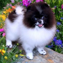 Gabe - Pomeranian