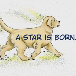 Golden Retriever puppies from SwanSun Golden Retrievers