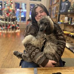 Argento - Brindle male Poodle puppy in Greenville, North Carolina from Grace Poodles