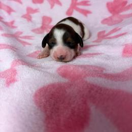 Megan - Piebald female Dachshund puppy in Lake City, Florida from My Ditzy Doxies of Florida
