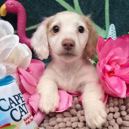 Rosemary - Cream female Dachshund puppy in Pocasset, Massachusetts from Dachs of the Bay