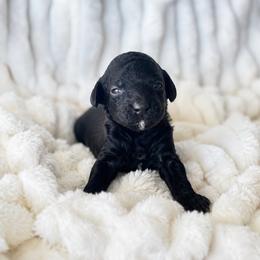 Java - Black female Poodle puppy in Calimesa, California from Teakwoodpoodleofsocal
