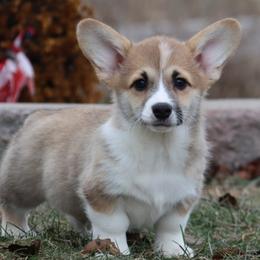 Yuri - Red male Pembroke Welsh Corgi puppy in Pollock, Missouri from Northstar