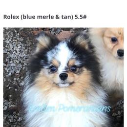 Rolex - Pomeranian