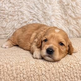 Magnolia - Brown female Bernedoodle puppy in Travelers Rest, South Carolina from Bernedoodle.do