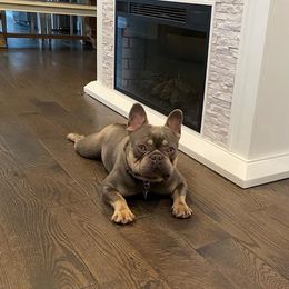 Negan - French Bulldog