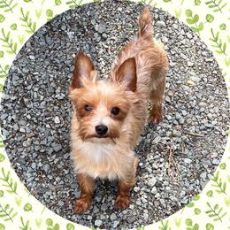 Yorkshire Terrier puppies from Enchanted Yorkies