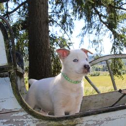 Infinity - Red mottled male Australian Cattle Dog puppy in Willamina, Oregon from Cherished Chihuahuas